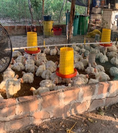 chiken1