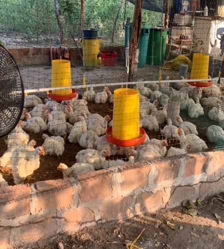 chiken1