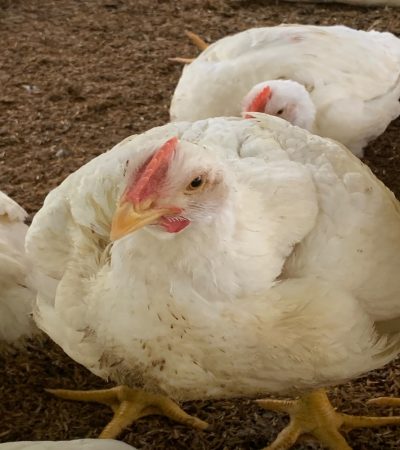 chiken4