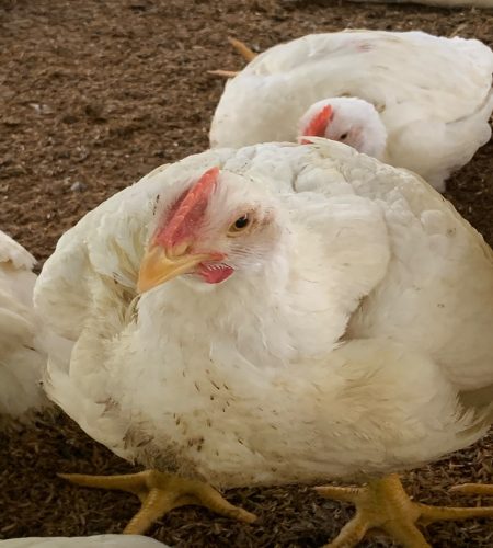 chiken4