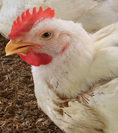 chiken5