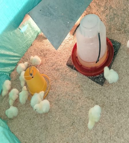 pollo1