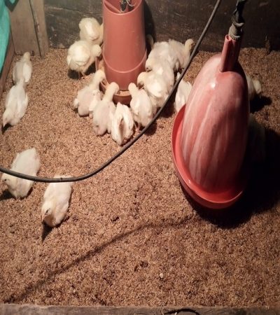 pollo2