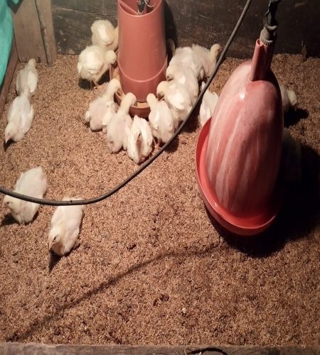 pollo2