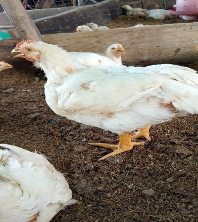pollo4