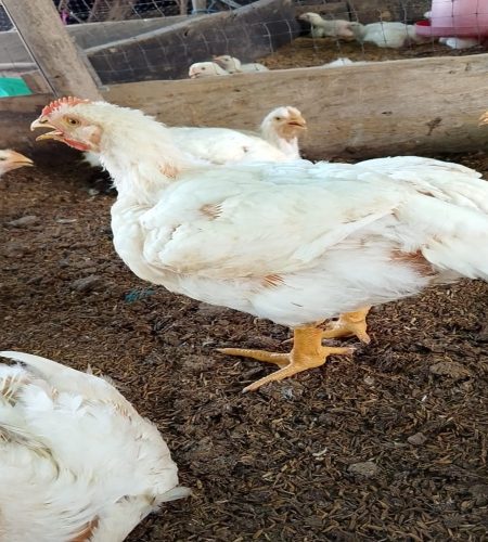pollo4